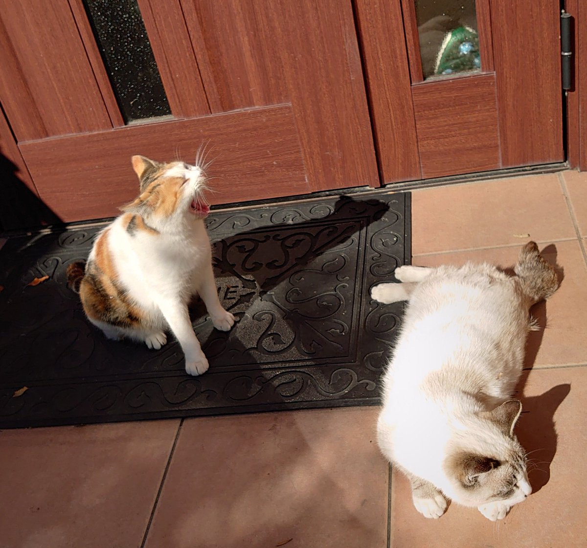 peocekun's tweet image. 今日もおつかれさまでした

強風波浪な1日でした

久し振りにナイちゃん登場

#野良猫
#庭猫
#ネコズ