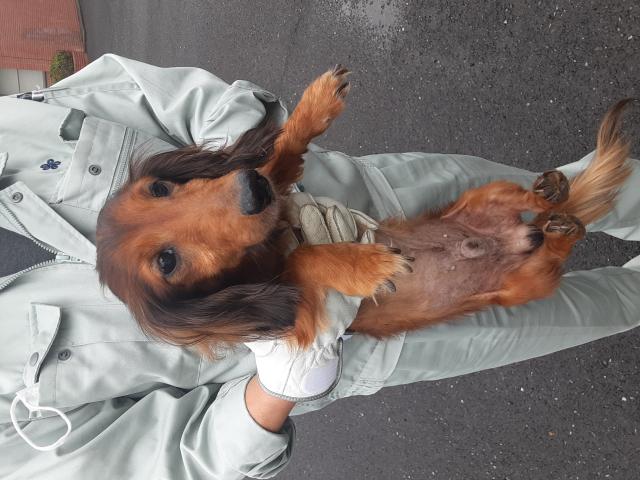 iWaFDUeWUTuqm9L's tweet photo. 迷子のワンちゃんが福岡県糸島市志摩津和崎(初交差点付近で保護です https://t.co/zjU0sRoN8q