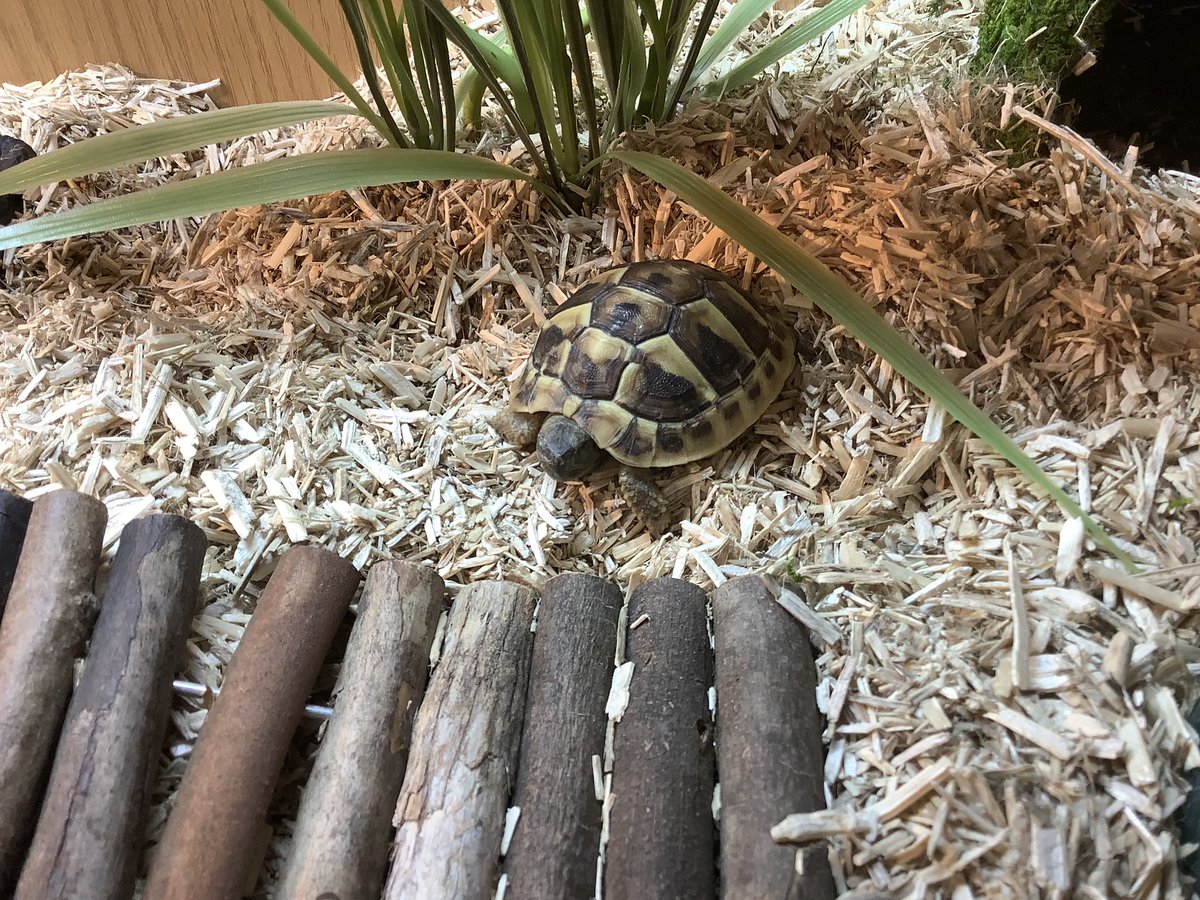 Introducing the newest member of the RONEC family! This is Coco. Come and find her sunning herself in Room 1! 
#RONEC #tortoisefun