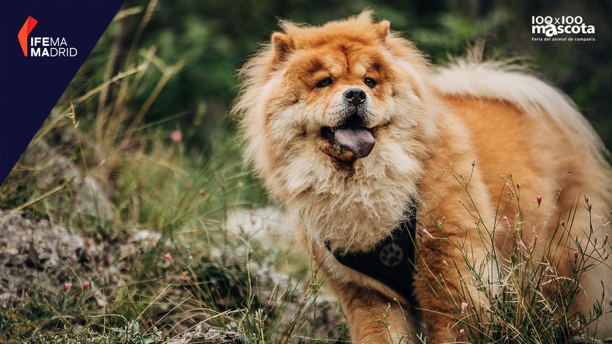 Existen diferentes teorías que explican la pigmentación de la lengua de los Chow Chows:

1️⃣ Mitológica: eran perros dragones que odiaban la noche y un día lamieron el cielo
2️⃣ Es una mutación genética
3️⃣ El exceso de melanina provoca este color en la lengua.

#100x100Mascota