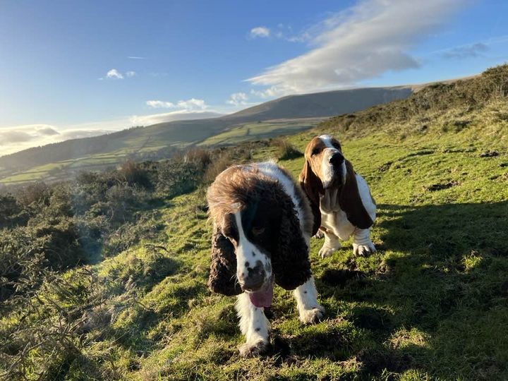 Embark on a pawsome journey through the #preselihills with your furry friend! 🐕 Discover more tails and trails 
bit.ly/BestWalksPembs