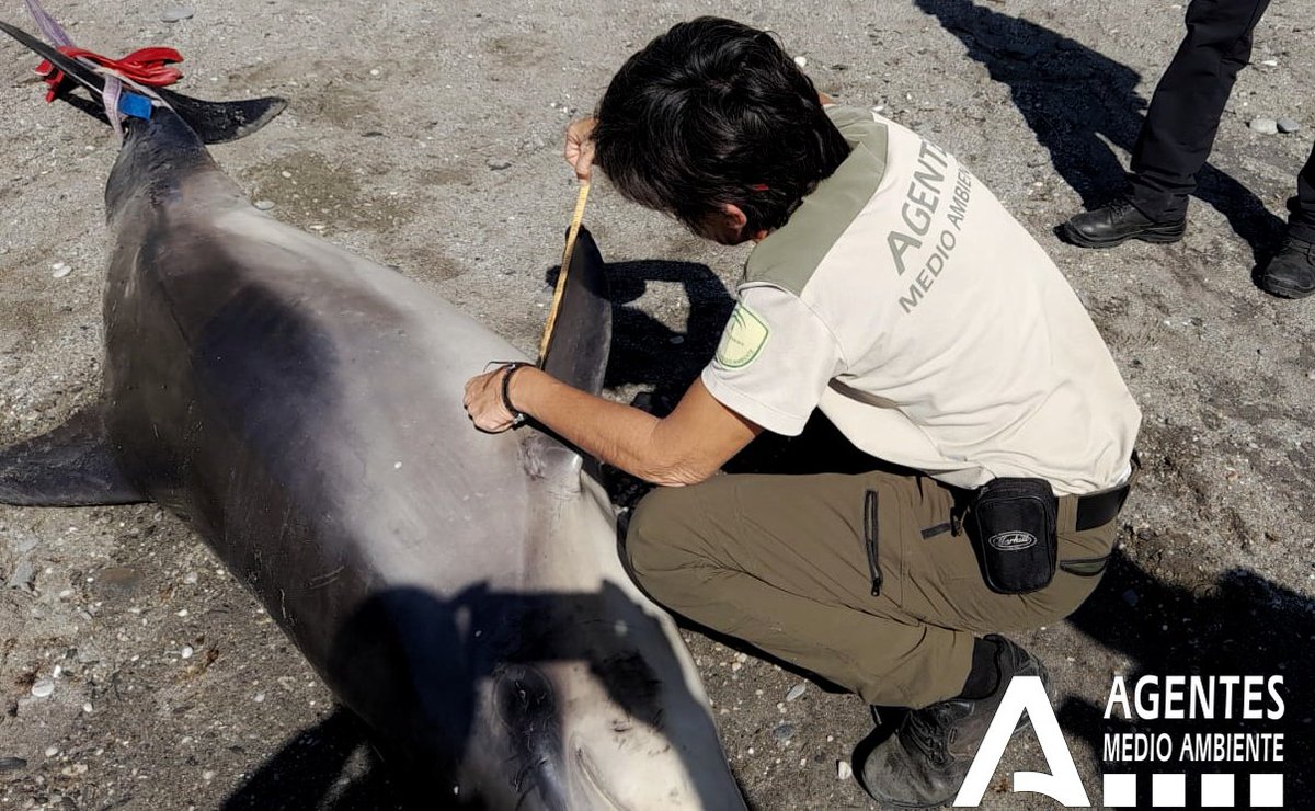Agentes Medioambientales de Andalucía tweet media