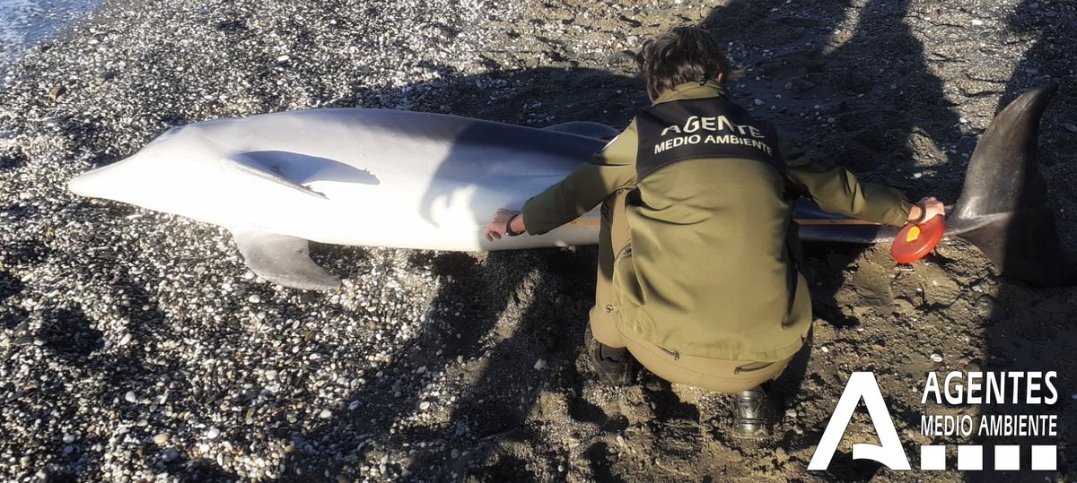 Agentes Medioambientales de Andalucía tweet media