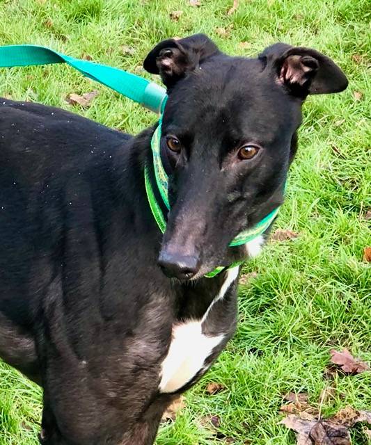 On this cold and windy day please meet Fly. A true gentleman who walks nice and calmly. He is very gentle around people and has the sweetest nature. Could he be the boy for you, come and meet him to see.