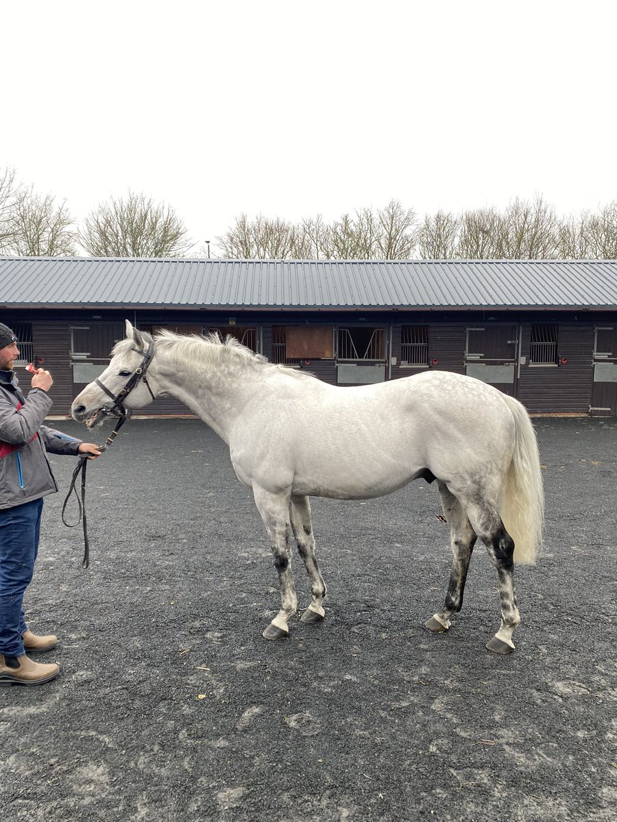 Classic winner, Kingston Hill stands his third season at Nunstainton and can be viewed throughout today @GoffsUK. 

He is already the sire of Graded winner, No Looking Back. 

#NHStallionShowcase2024