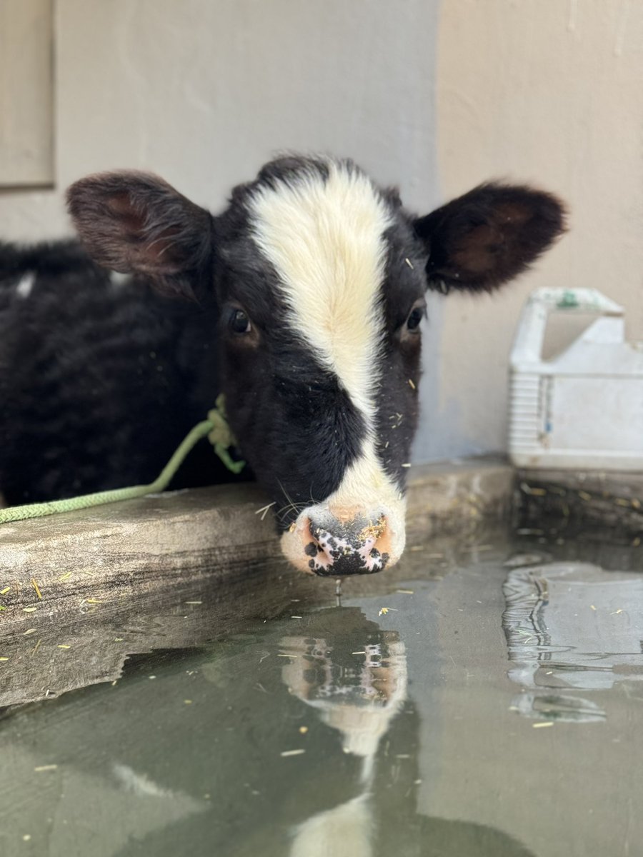 umritpal's tweet photo. I have the most American looking cow at the pind https://t.co/9Equs3xni5
