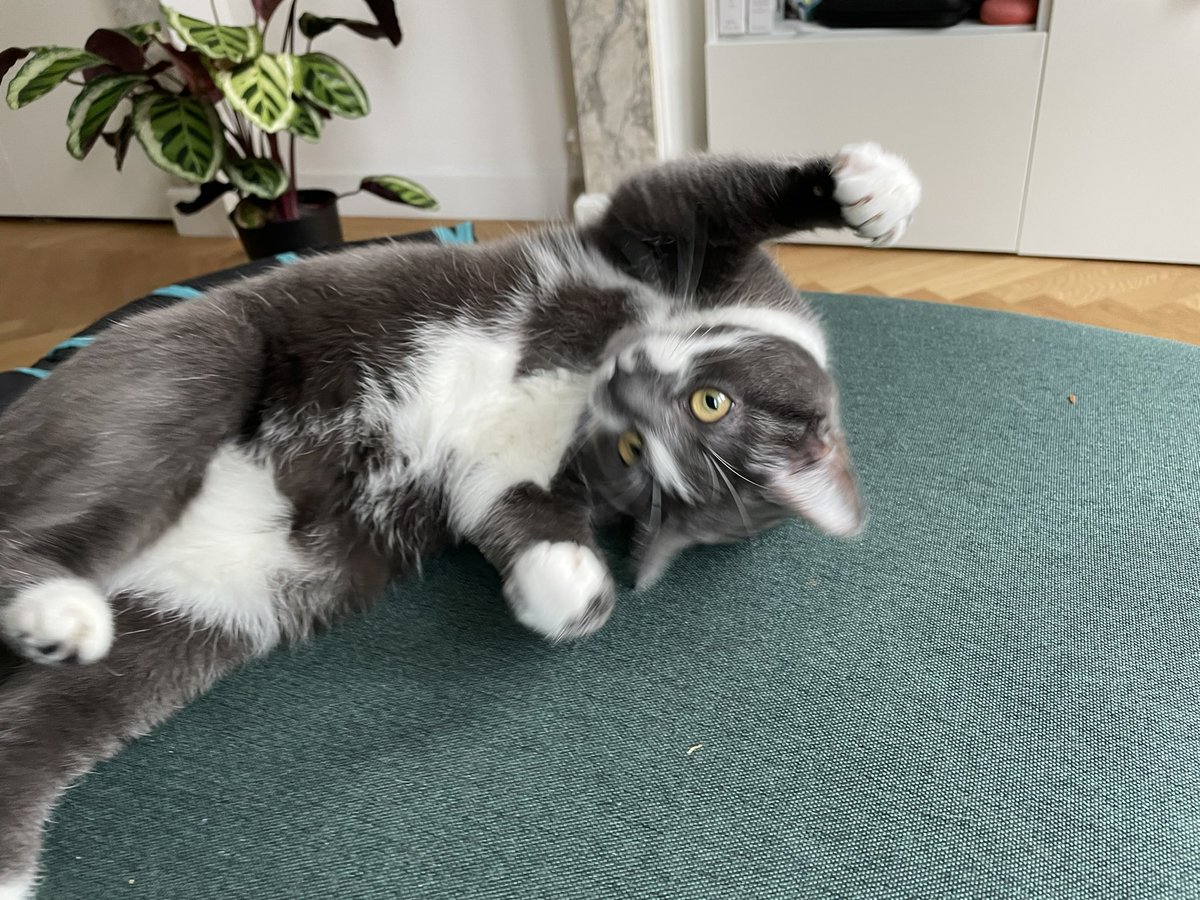 FilouTheCat1's tweet photo. It’s a trap #CatsOfTwitter https://t.co/pVVyRbiDNm