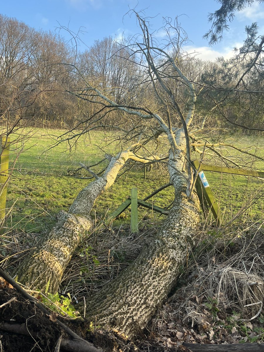 We are open today although it’s a little wet. Tomorrow (Wednesday) we will be closed all day due to anticipated very strong winds. This tree came down overnight at the weekend (no animals were in the field so all ok - just a broken fence) but it shows the power of these winds!