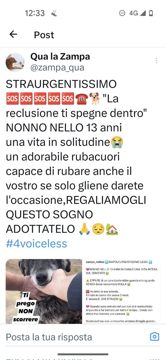 Emilystellaemi2's tweet photo. NELLO 13 ANNI, UNA VITA DI SOLITUDINE, REGALIAMOGLI CAREZZE E AMORE, IN UNA CASA CALDA ♥️♥️♥️♥️🙏🙏🙏 https://t.co/iDftAiFNdk