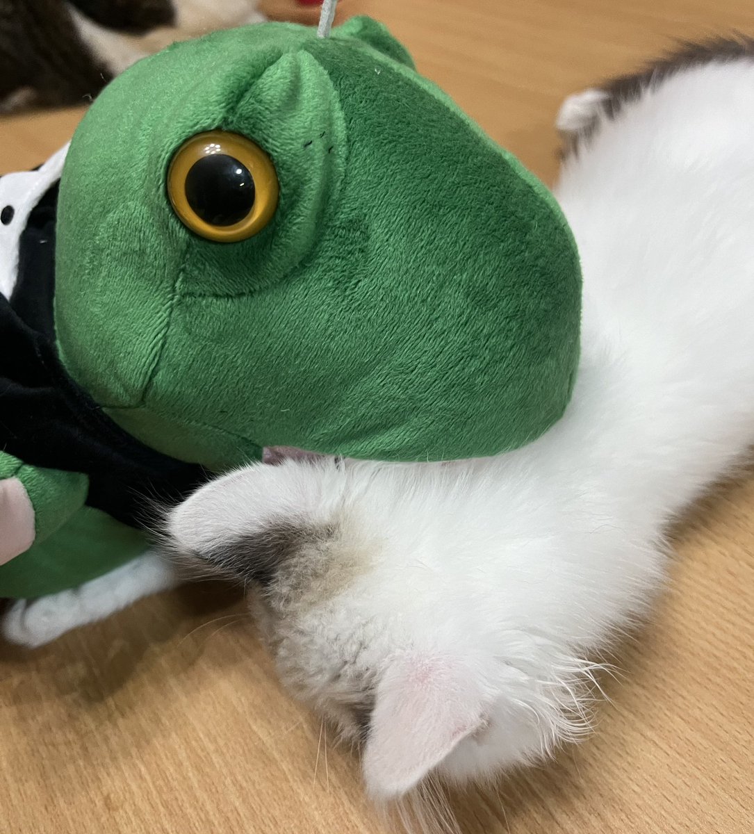 かえるくん Amazon.co.jp: かえるくんたびにでる : マックス ベルジュイス