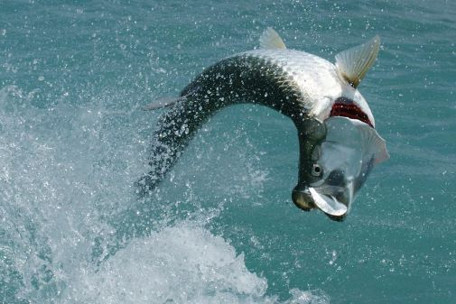 NEW RESEARCH! 'Trophy fishing, what’s the catch? New research finds declines in records for threatened fish and shark species' led by @james_boon_ & a cast of students & staff from @YorkEnvironment york.ac.uk/news-and-event… #TrophyFishing #fishing #sharks #YorkResearch 1/-