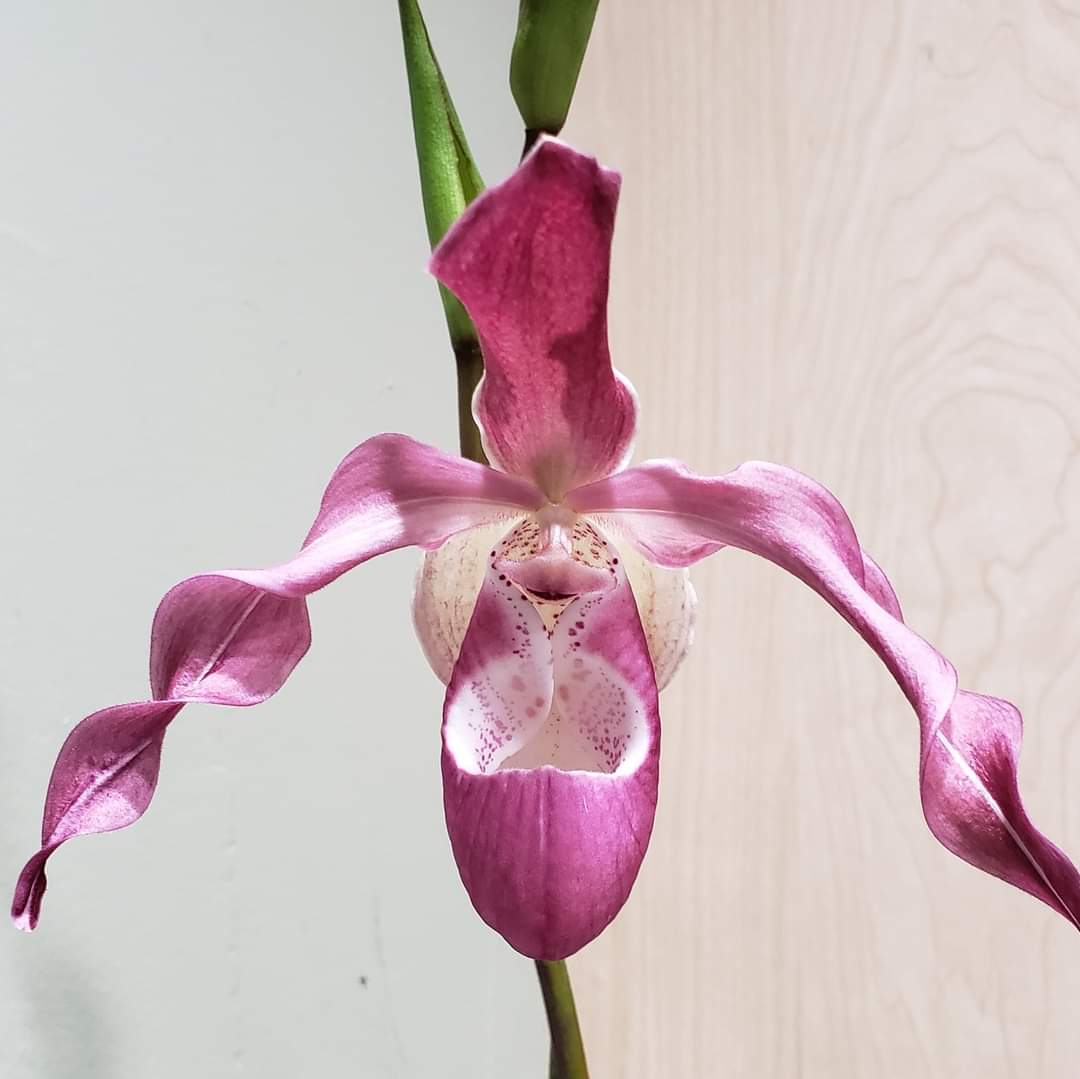 #orchid grower? Understanding what is needed is starting point & learning your environment is key to success. Love the Phragmipediums? Article from @AmericanOrchid to get you started. bit.ly/2kjLdTu Pictured: Phragmipedium Incan Treasure (kovachii X longifolium)