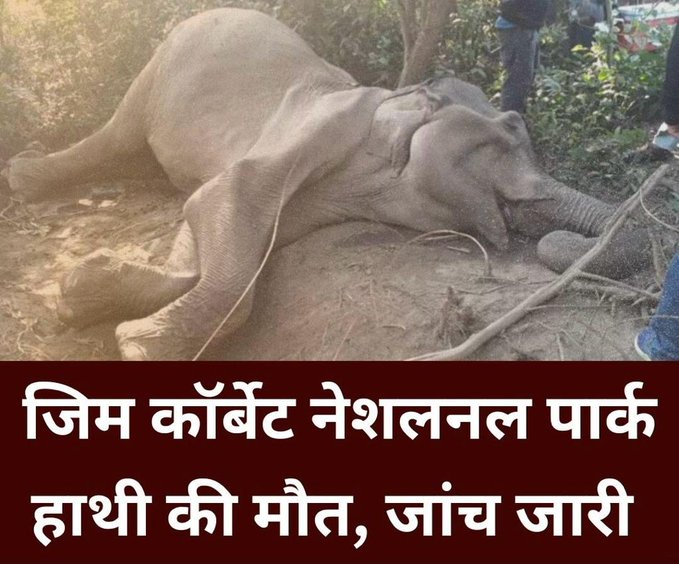 जिम कॉर्बेट नेशलनल पार्क हाथी की मौत, जांच जारी   #varta24live  #varta24uk #Nareshvashistha #Elephant #Uttarakhand #LatestNews #AaryaaDigitalOTT
