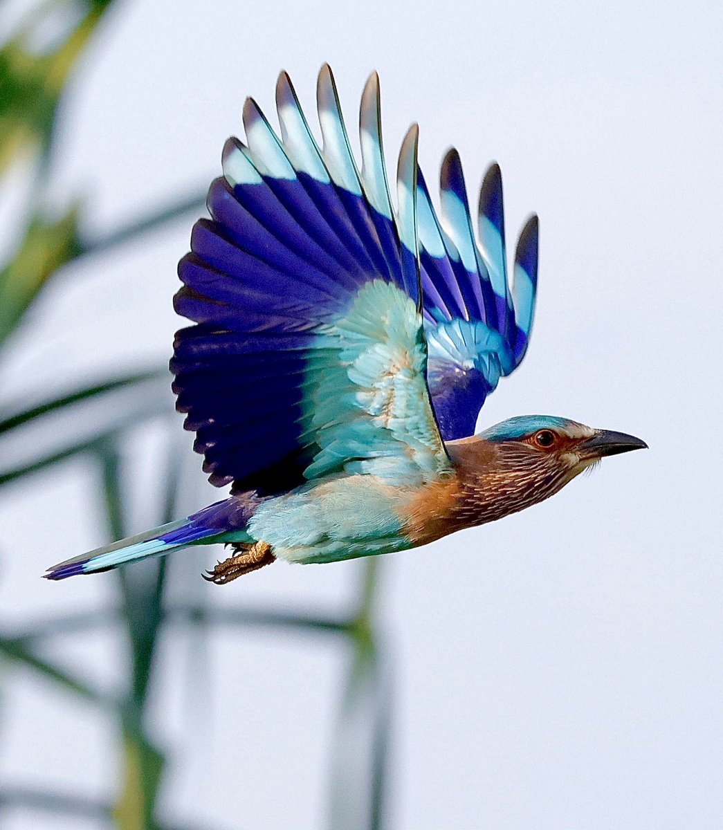 #aves #ocell #NaturePhotography #wildlifephotography #wildearth #wildearth #foto #pajaro #birdslover #noalacaza #AnimalRights #feathers