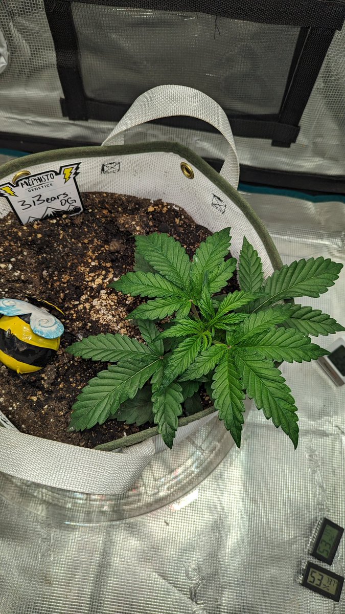 IGROWmids710's tweet photo. Lookey at my 🐻🐻🐻 with a root all the way out the bottom of a 5 gallon #3BearsOG #Day21 #feminizedautomatic #rainsciencegrowbags https://t.co/QgI9QMNBZP