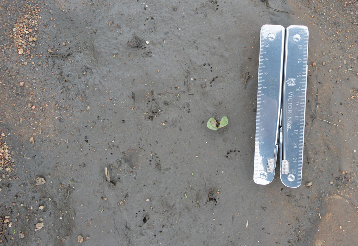 EcoTraining's tweet image. #SafariTrivia this Tuesday.⠀

Can you ID the animal to whom these tracks belong? 🐾⠀
Kindly leave us a comment below 👇👇👇 and let us know.

Photo credit: Aniek Lomme

#EcoTraining #tracks #trivia #quiz