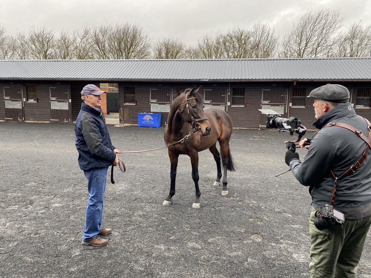 Dartmouth @shadeoakstud, the dual Group 2 winning son of Dubawi, whose first crop have just turned 5 and include Listed flat scorer, Naval College and hurdle winner, Saving Grace. 

#NHStallionShowcase2024