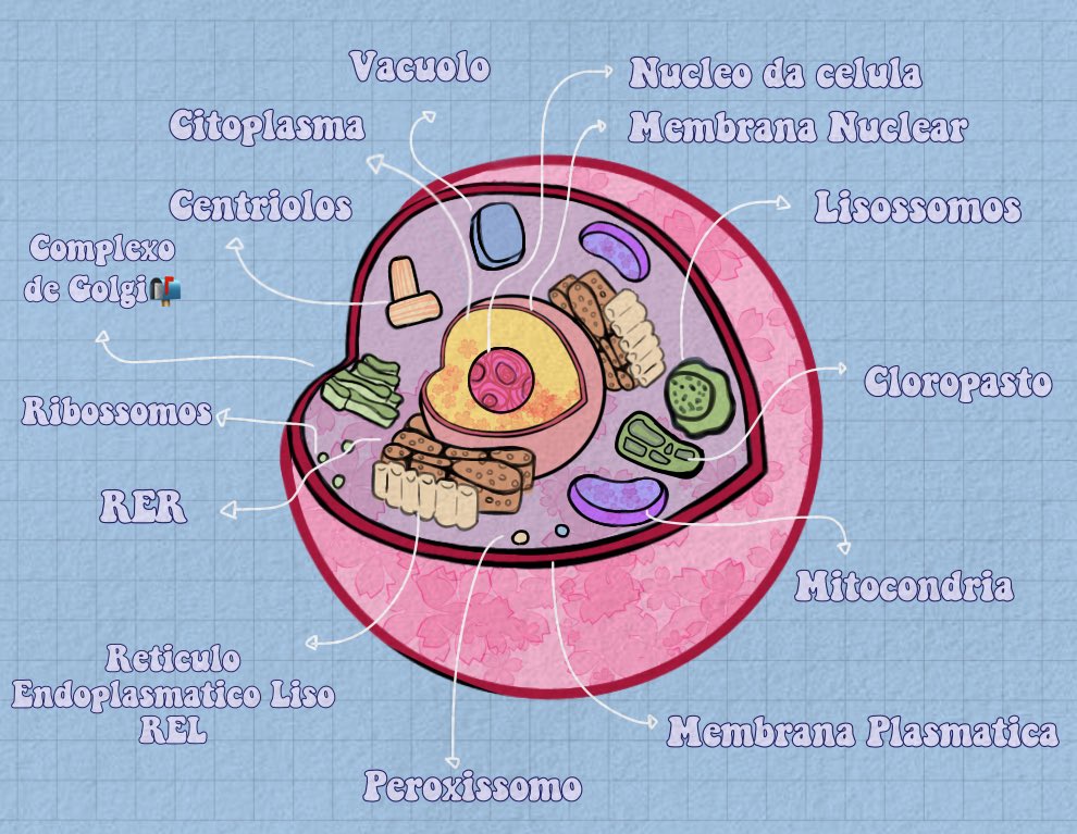 dudwastudy's tweet image. nao achei nenhum desenho do citoplasma bonito e com os nomes certos, entao tive que fazer o meu proprio😁💓 #studytwt