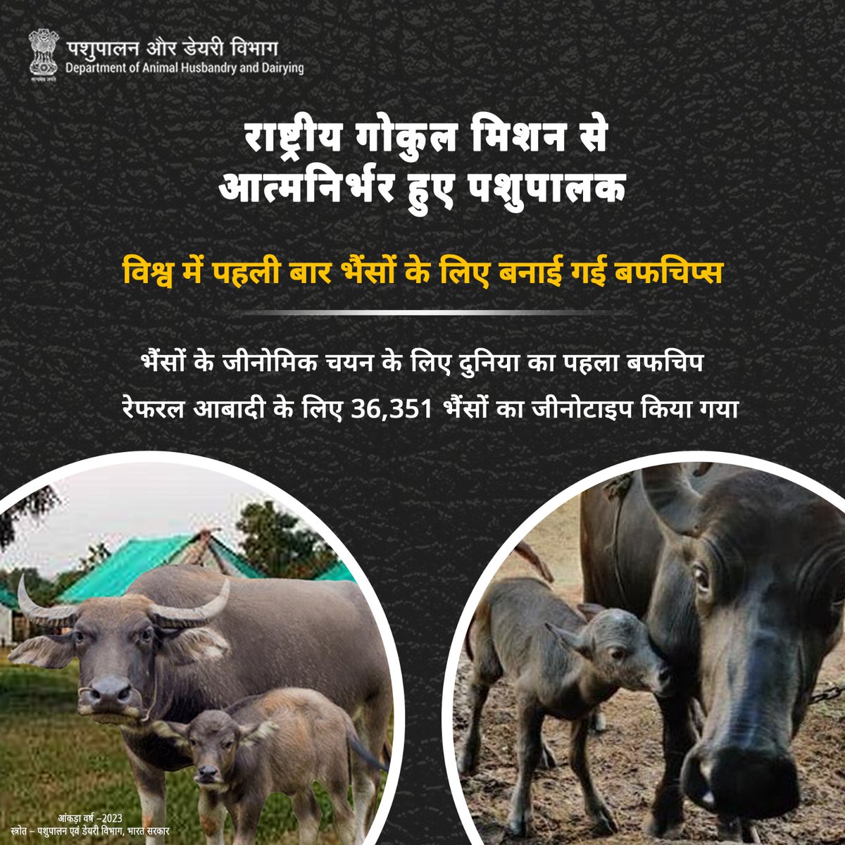 Dept_of_AHD's tweet photo. भैंसों के लिए दुनिया का पहला जीनोमिक चयन उपकरण, BUFFCHIP विकसित की गई है । जिसके अंतर्गत 36,351 भैंसों को जीनोटाइप किया गया है।
#BUFFCHIP #GenomicSelection #BuffaloGenetics https://t.co/WEYI27D4Dv