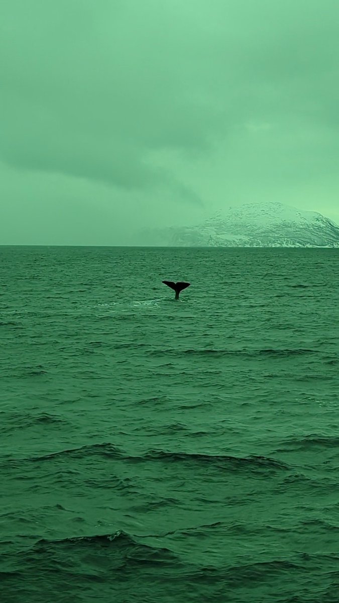 MarcoValeriNet's tweet photo. Sono riuscito a vedere un gruppo di #balene e di #orche
Davvero difficile fare foto e video per via del freddo, del vento e del fatto che ho un semplice smartphone con me
È stata davvero una bella #avventura, il #catamarano si è ora girato per tornare nel #porto di #Tromsø https://t.co/RUmnVUAF7X