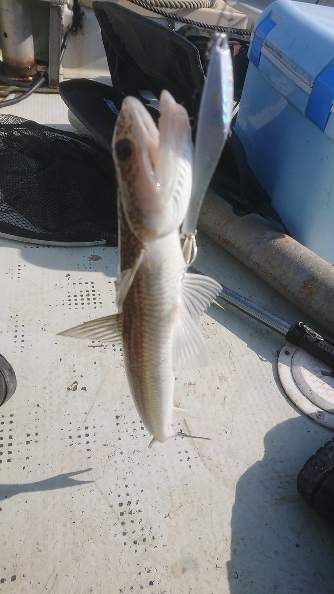 ＭＫＣ tweet media