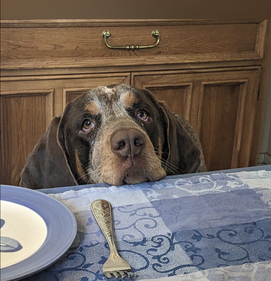 Dog Solution tweet media