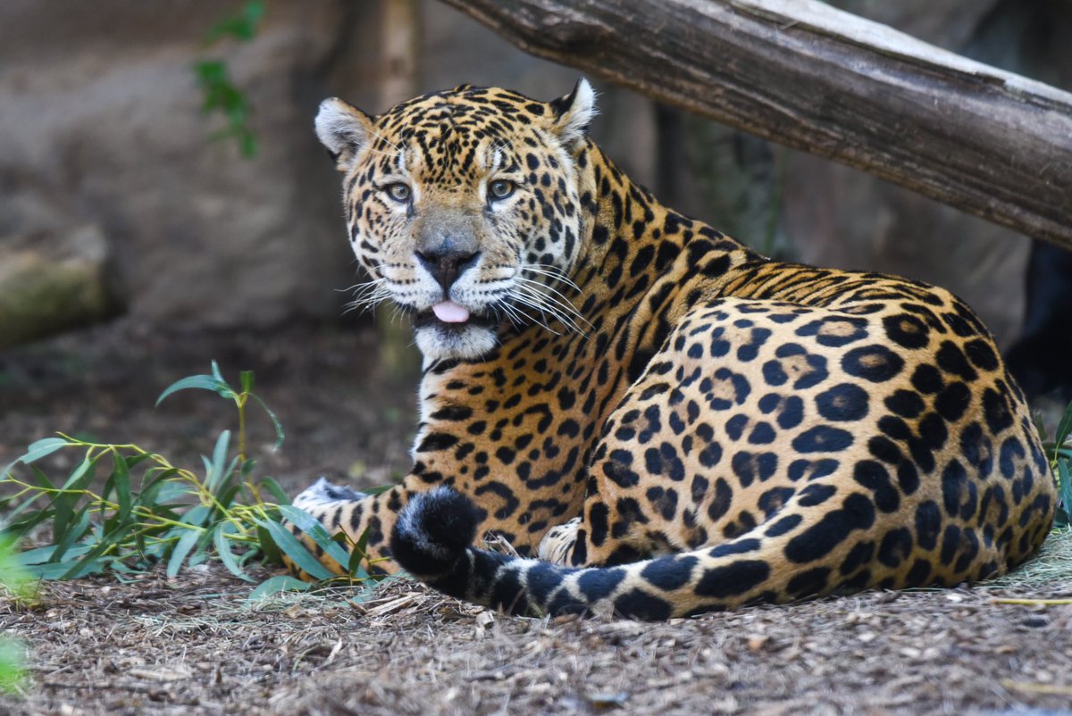 Jaguar • Loro Parque