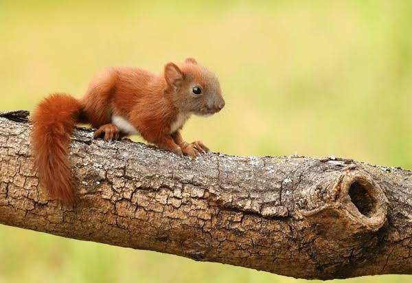 Squirrel lover (@SquirrelloverA) / Posts / X
