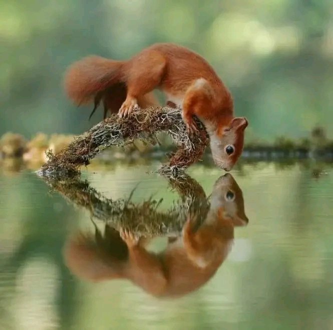Very Beautiful baby squirrel😍🥰

Perfect shoot 📷
