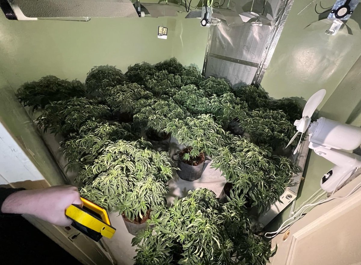 WYP_PC1917's tweet photo. On Tuesday 23 January 2024 Officer from Batley &amp; Spen Neighbourhood Policing Team executed a warrant at an address in Heckmondwike. Entry was forced and located within was a Cannabis Farm. Enquiries are ongoing to locate any suspects involved.
#NeighbourhoodPolicingWeek https://t.co/yhYgfKYt0e