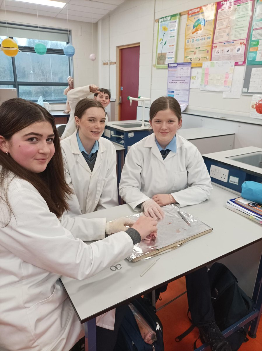 balcsie's tweet photo. First years doing the heart dissection experiment in science #stemsubjects #Science #Biology https://t.co/BWZVillZe3