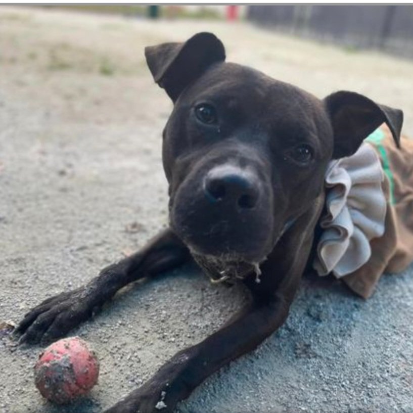 NMBewitched's tweet image. #SmokeyTuesday #PSPCA
Longest resident
Loving &amp;amp; playful
Let's get him home
#Adopt