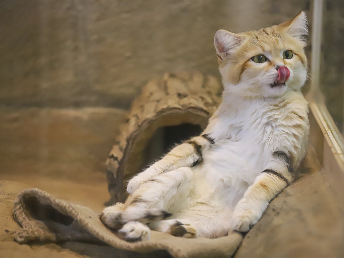 深夜にスナネコに癒される𓂃𓈒𓏸︎︎︎︎ 

#スナネコ    #キサク   #砂漠の天使
#埼玉県こども動物自然公園