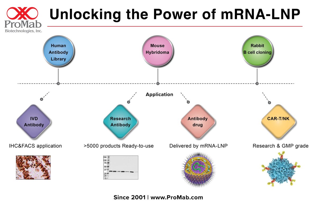 ProMabBiotech's tweet image. 20+ years of expertise, 5,000+ monoclonal antibodies—your path to groundbreaking research starts here. Elevate your project with ProMab. Contact us today and learn more at: promab.com #BioTechRevolution #InnovateWithPMB #ProMabBioTech #ProMabBioEra