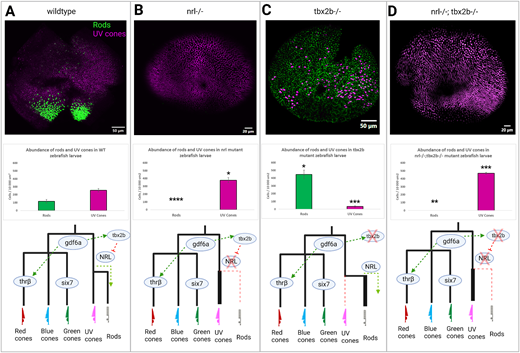 IOVS Journal tweet media
