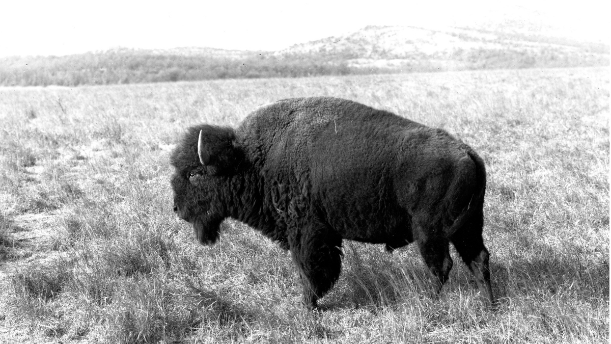 In 1907, the American Bison Society began transferring Bronx Zoo bison to protected lands in the American West to restore devastated populations. This helped bring these iconic animals back from the brink of extinction. (1/2)