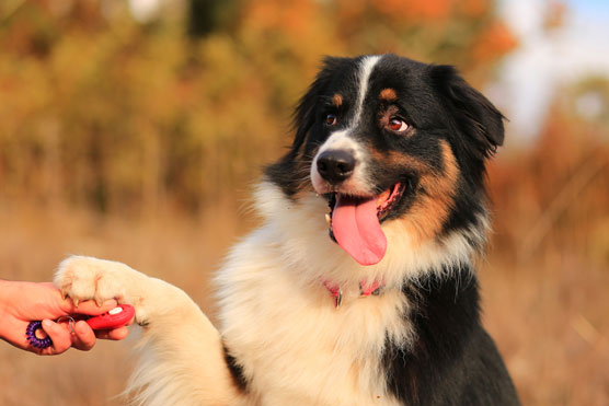 allpetneeds_biz's tweet photo. Transform your training sessions with this golden tip: Patience is the key to success. ๐พโจ Take it one paw at a time, celebrate small victories, and enjoy the journey of growth with your furry friend.
#DogTrainingTip #PatiencePaysOff #CanineCompanionship #TrainingWisdom https://t.co/Z2oxxervZO