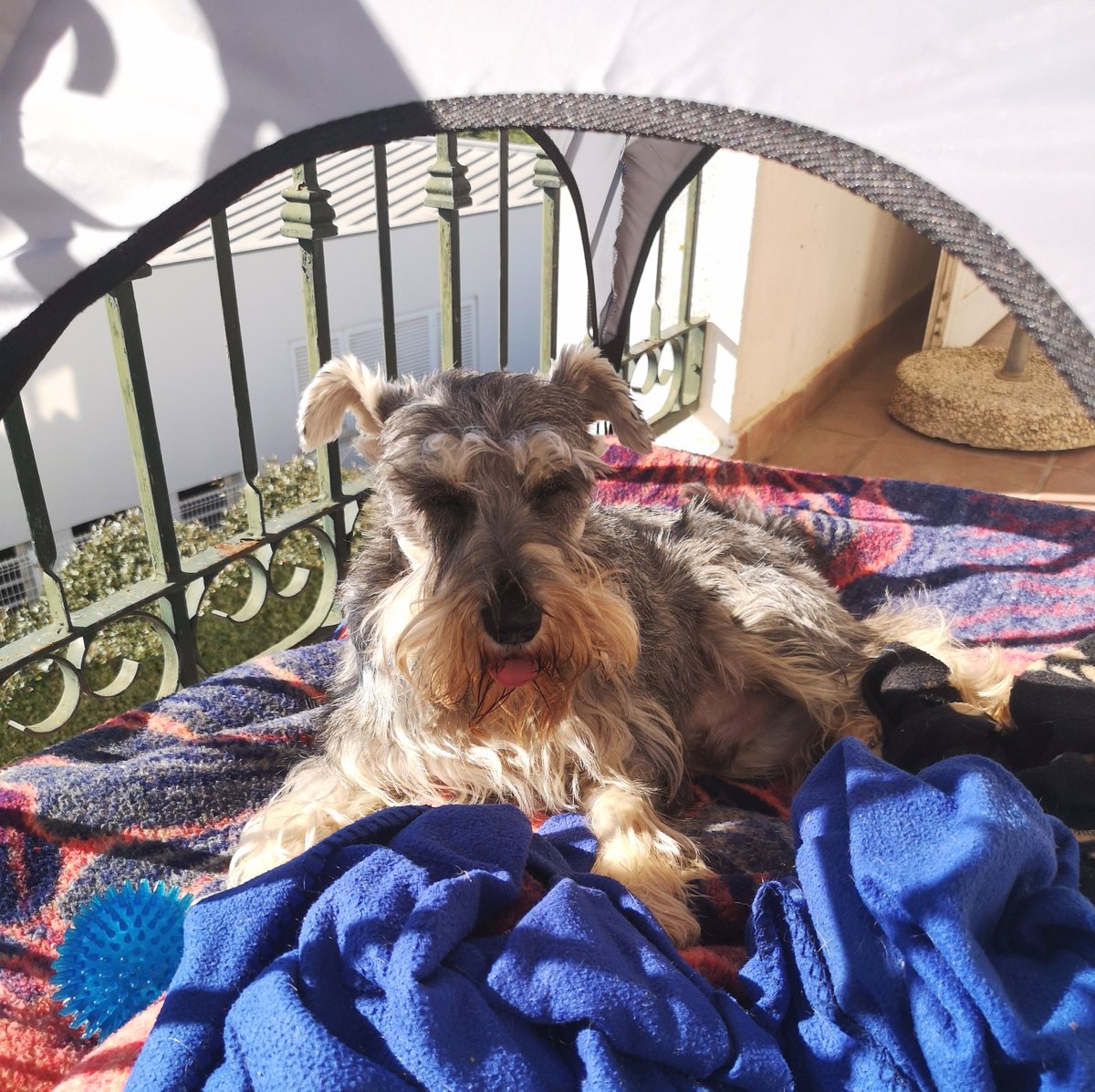 Eddie_barbas's tweet photo. #TongueOutTuesday 😝

#SchnauzerGang #tot #totuesday https://t.co/49dY2ATmQU