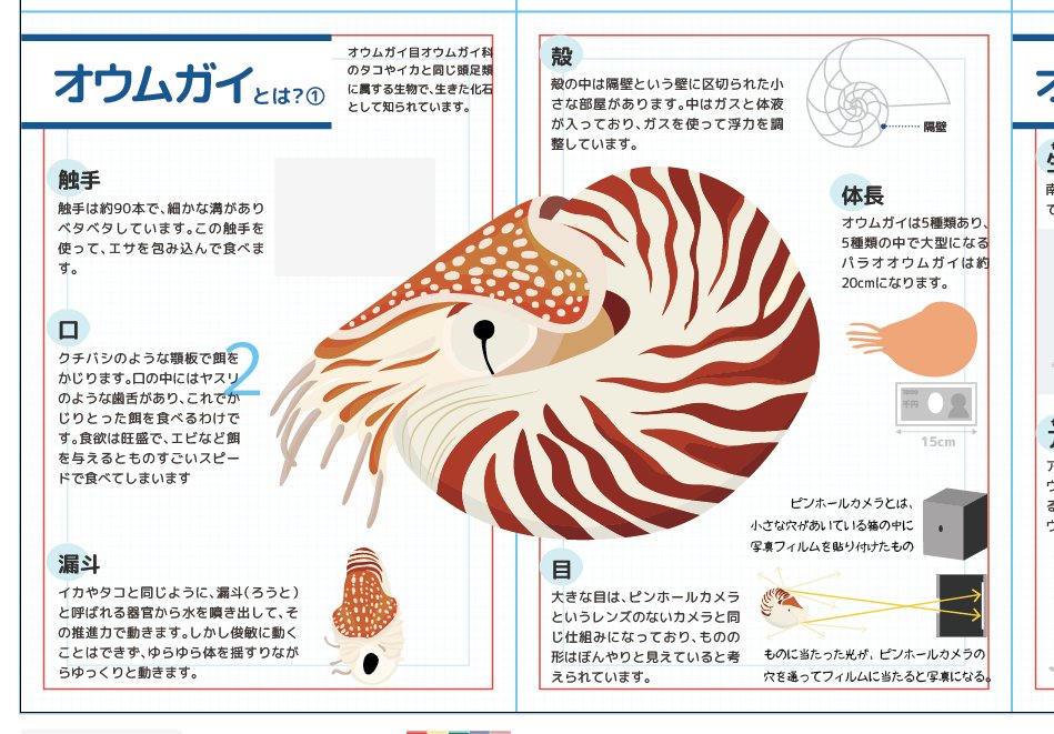オウムガイ図鑑の制作を進めています🐚