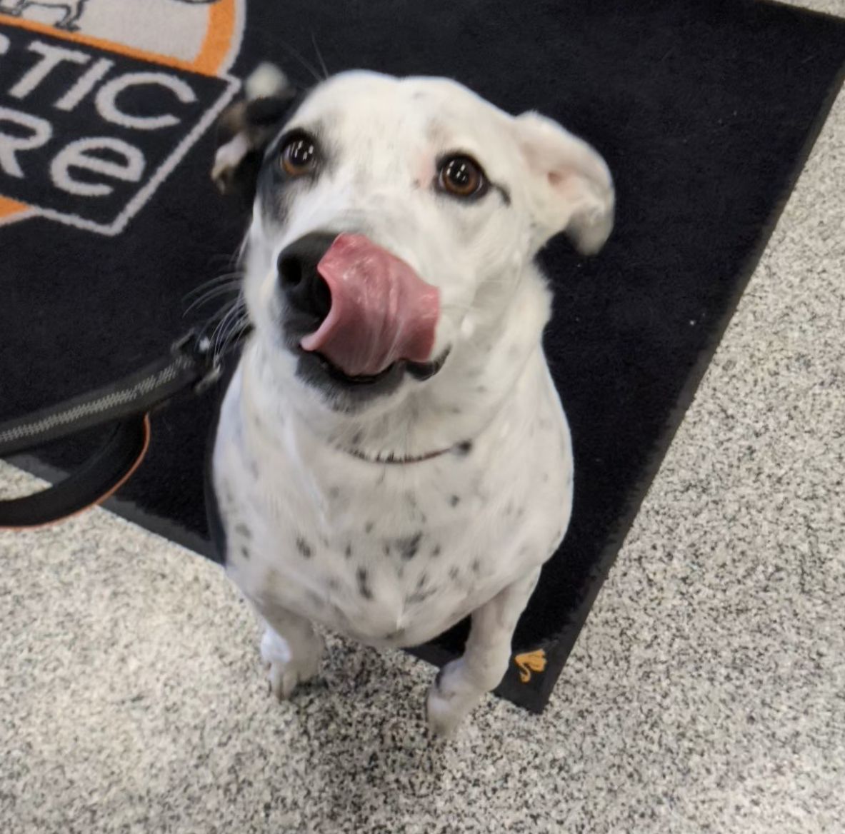 DomesticCarnivo's tweet photo. Happy Tongue-out-Tuesday from our Friend Mason!

#dogsofinstagram #domesticcarnivore #rawfed #rawfeeding #ancaster #hamont #brantford #dundas #burlington #oakville #dogsofhamilton #dogsofdomesticcarnivore
#rawdogfood #dogtreats #allergyrelief https://t.co/ii5rOGaFxq