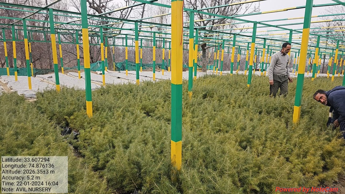 syedwasimJKFS's tweet photo. #Raising of conifer saplings in Avil Nursery Kulgam.
#Future Green stocks.
@AtharAamirKhan @IRFAN2040 @DrMehrajj @arifnaz08053940 @dfowasim https://t.co/EkqKqzT8LN