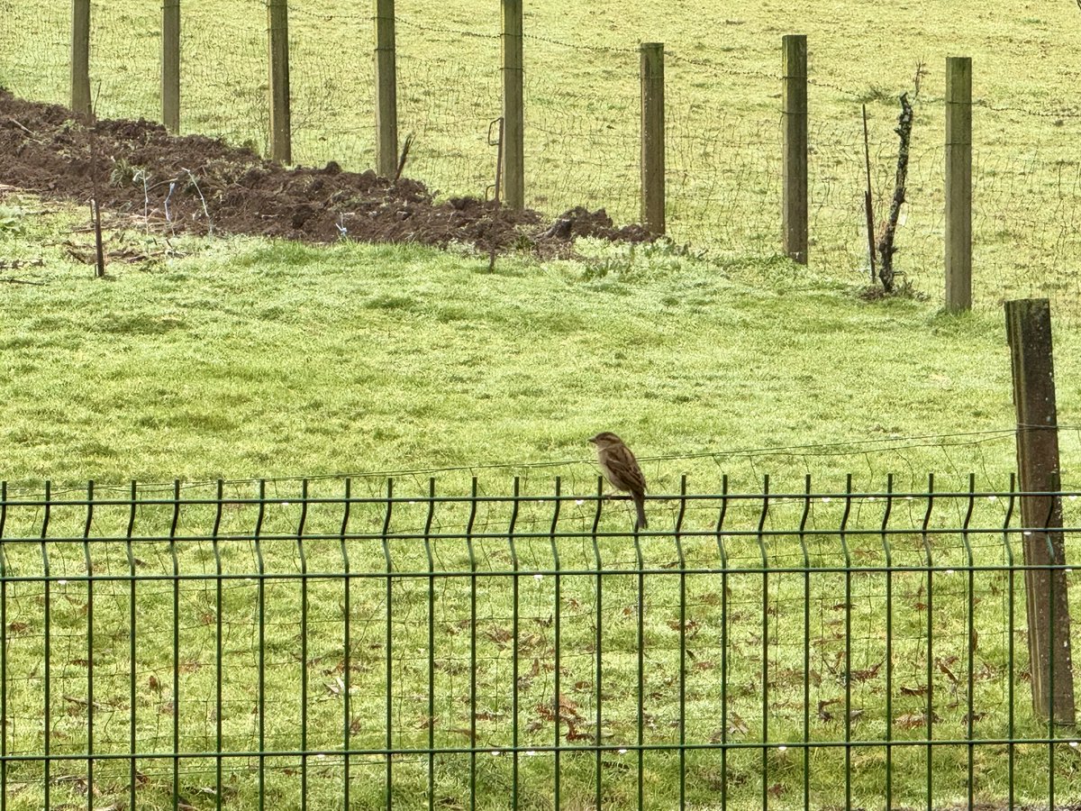 🐦 Unha garza real, pardais ou paporroibos foron algunhas das aves que avistamos na EDAR de Aríns en <a href="/PazodeRaxoi/">Concello de Santiago</a> realizando o censo de inverno #Biobserva. Grazas ao noso persoal voluntario por facer un seguimento da #biodiversidade que nos acompaña nas nosas instalacións.😉