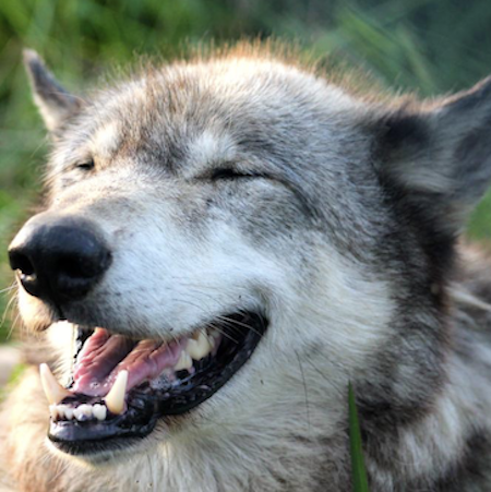 AnneLouiseAvery's tweet photo. I'm going out, said Wolf, I want to get a box of Cadbury's. But it's absolutely pouring down, said Old Fox. Why don't I make you something instead. There's some chocolate cake left over from Sunday. I don't care about cake and I don't care about wet, said Wolf, fed up with January, never ends, need some proper chocolates in a proper box with a proper ribbon.