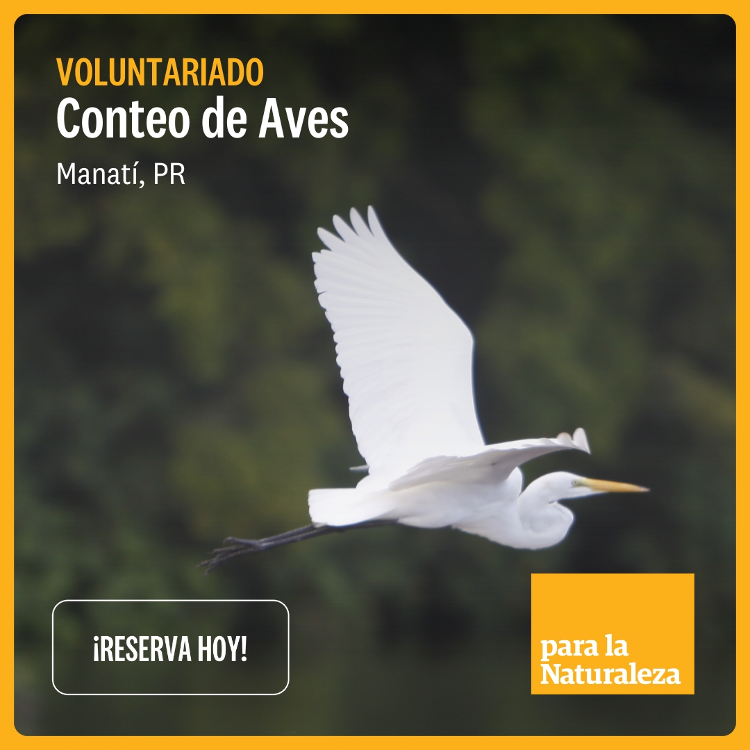 Acompáñanos a observar y contar aves en el Río Encantado en Florida. Participarás en un censo que busca monitorear las aves migratorias. Miércoles, 7 de febrero 6:30 a.m.- 10:30 a.m.Actividad gratuita, válida para horas de Contacto Verde. Reservaciones ow.ly/2WGc50QtbEN