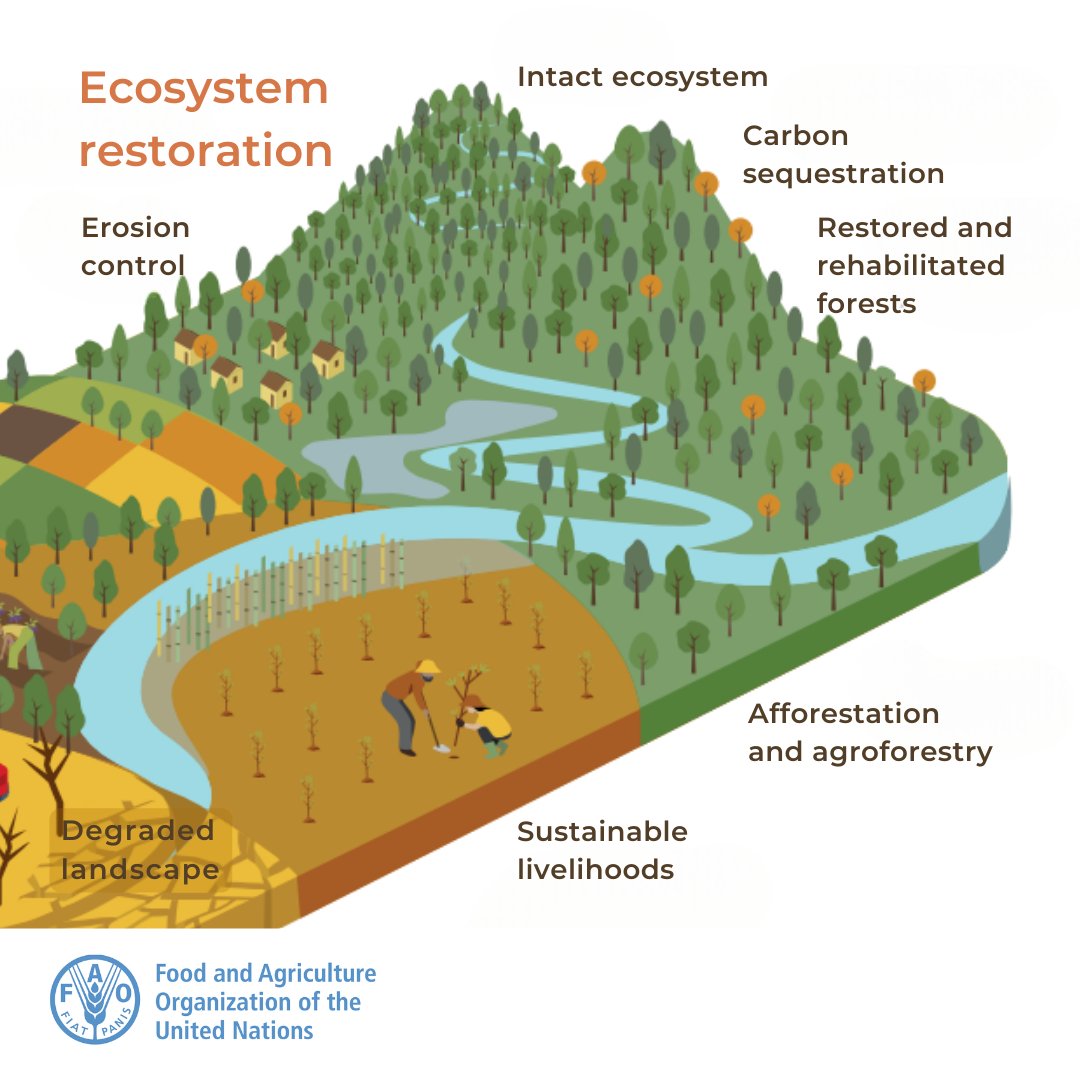 Forest and landscape restoration is key to addressing #ClimateChange. 
They help by: 

🌲 Capturing carbon
🟢 Increasing climate resilience &amp;
⬇️ Reducing disaster risks

#GenerationRestoration #SDG15