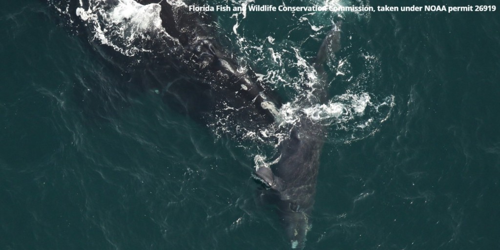 ANOTHER new North Atlantic right whale mom and calf pair has been spotted, bringing the number of known calves born this season to 14! Congrats to the newest mother, “Marilyn Monroe!”

Help protect these critically endangered whales now: oceana.ly/3sdzmLq #RightWhaleToSave