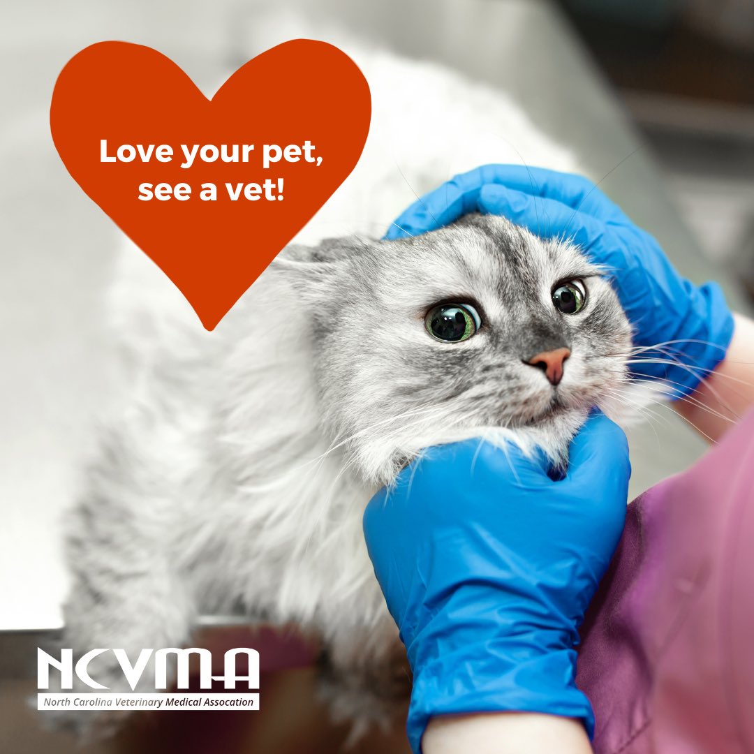 A trip to the vet should be a regular occurrence for your pet. Don't forget to schedule your routine appointment. 

Love your pet, see a vet!