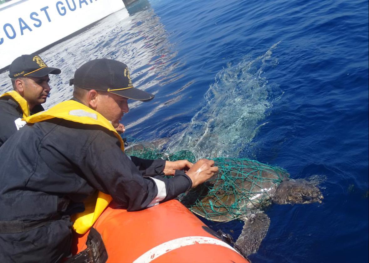 IndiaCoastGuard's tweet photo. @IndiaCoastGuard Ship C-450, on patrol off #Minicoy Island in  #Lakshadweep, rescued two sea turtles entangled in a fishing net. The compassionate action of #ICG resulted in saving precious lives of endangered species.
#WeProtect

@giridhararamane https://t.co/4IeMFJkZyS