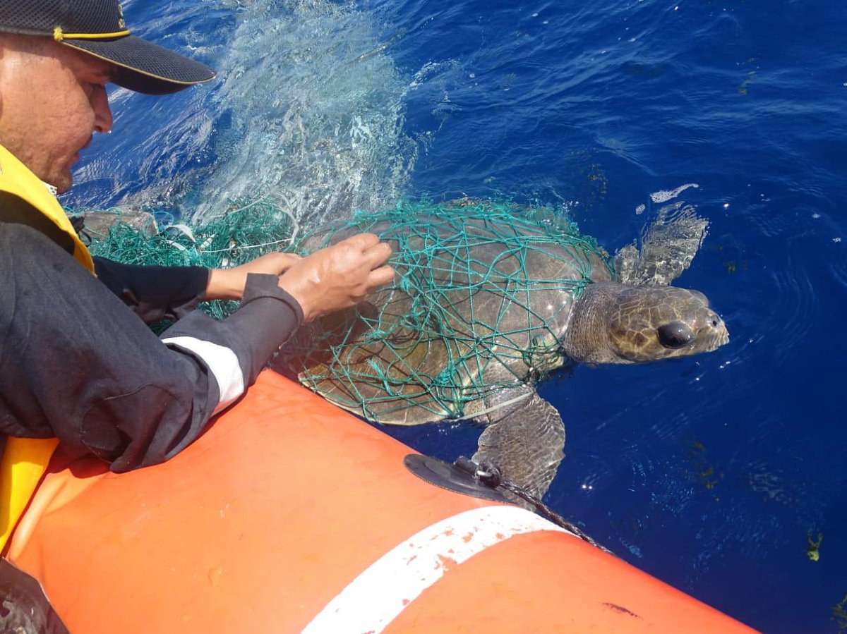 IndiaCoastGuard's tweet photo. @IndiaCoastGuard Ship C-450, on patrol off #Minicoy Island in  #Lakshadweep, rescued two sea turtles entangled in a fishing net. The compassionate action of #ICG resulted in saving precious lives of endangered species.
#WeProtect

@giridhararamane https://t.co/4IeMFJkZyS