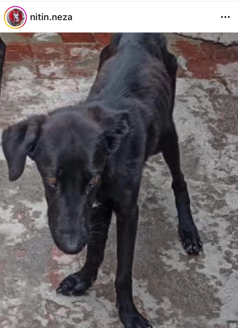 herkarajan's tweet photo. ¿Los milagros existen? @CEIzcuintle @mascotamx @MascotasSismo @FundacionToby @prensaanimal4 🙏🏼RT https://t.co/ycMMBGq1sI